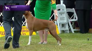 Boxers  Breed Judging 2022 [upl. by Geoffrey]