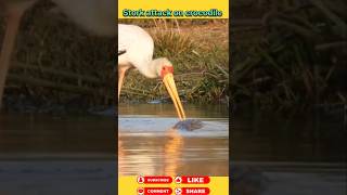 Stork attack on crocodile 🐊 animals wildanimal shortsviral [upl. by Mayram]