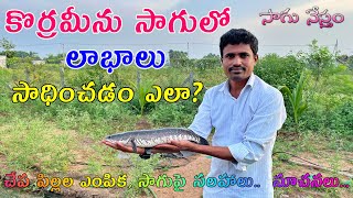 Fish Farming in Telugu  కొరమేను చేపల సాగు విధానం  Murrel Fish Farm  Desi Murrel  Sagu Nestham [upl. by Jacquelynn]