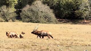 Rut Season at Dogwood Canyon [upl. by Fira688]