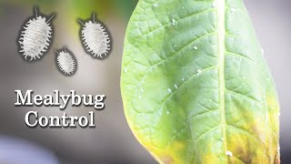 How To Handle Mealybug On Tobacco Plant [upl. by Yvon48]