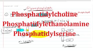 19 Phosphatidylcholine Lecithin Phosphatidylethanolamine Cephalin Phosphatidylserine [upl. by Robin]