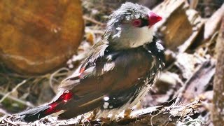 Diamond Firetail  Exotic Birds [upl. by Nylsoj]