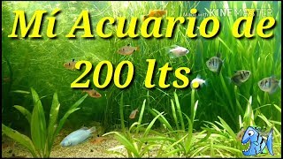 Mí Acuario de 200 lts [upl. by Jovia584]