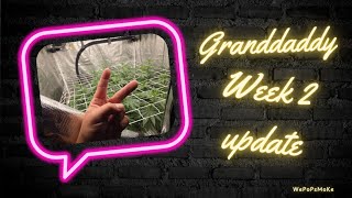 Granddaddy week 2 [upl. by Ramsa]