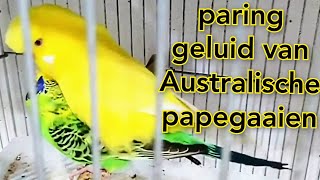 paringsgeluid van Australische papegaaien parkiet parende geluid grasparkiet vogel stem [upl. by Yrojram942]