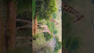 Girafas animais gigantes animais de savanas animaisselvagens vidanimal [upl. by Ecilayram]