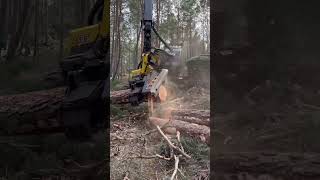 “Harvester in actionMighty giant tree cut🌲🚜”harvester johndeere viralvideo forest timberjack [upl. by Brendis]