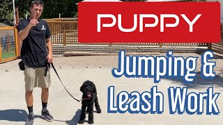 Youve asked for puppy videos Learn how to get your puppy to not jump and walk on a leash [upl. by Ambrosio]