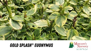 Gold Splash® Euonymus [upl. by Oluas]