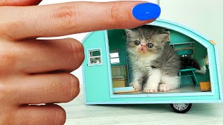 The SMALLEST Rescued KITTEN Found a Home Building a NEW HOUSE from Cardboard [upl. by Yekcir]