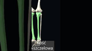 Kość piszczelowa tibia [upl. by Ranie]