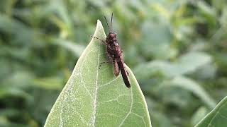 Grasshopper selyan1980 [upl. by Underwood232]