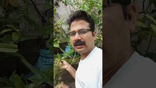 ବଣ ଧଣିଆ Eryngium foetidum plant educationalvideo plants culantro [upl. by Ynohtn]