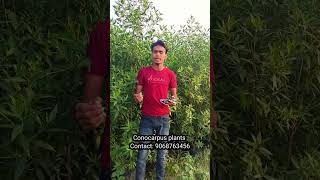 Conocarpus plants timber indoorplantnursery gardenplants nursery india [upl. by Eigger670]