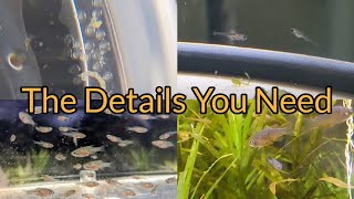 How To Breed Celestial Pearl Danios A True Walkthrough [upl. by Joelle]