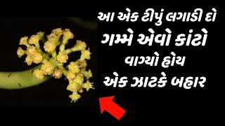 સૂકી ખંજવાળ એક ઝાટકે બંધ કરતી દિવ્ય વનસ્પતિ  fungal infection home remedy [upl. by Eamaj]