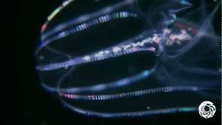 The Lovely Lobed Comb Jelly [upl. by Rita]