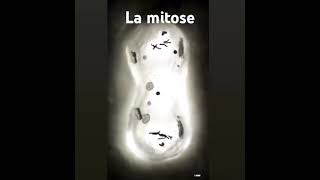 la mitose  prophase  métaphase anaphase télophase animals biology [upl. by Melina160]