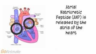 Anatomy and Physiology Endocrine System Atrial Natriuretic Peptide ANP V20 [upl. by Avlasor]