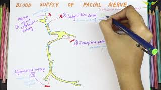 Blood Supply of Facial Nerve [upl. by Peterec]