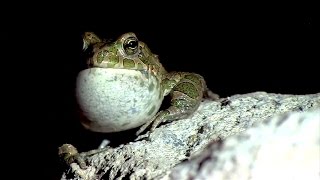 Le crapaud vert en Alsace [upl. by Newton]