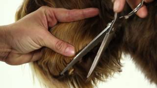 ALAA Australian Labradoodle Grooming Demo [upl. by Eserahs]