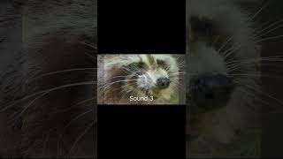 Raccoon Sound Effects raccoon raccoons raccoonsfx wildanimals youtubeshorts trend animals [upl. by Iron24]