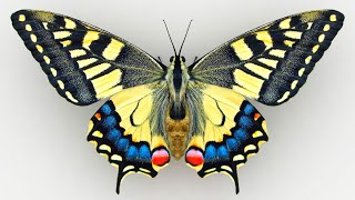 Papilio Machaon Butterfly [upl. by Rhodie]