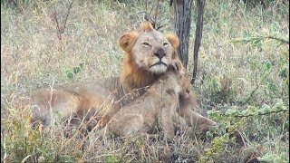 Family Bonds in the African Wilderness Male Lion and Cubs [upl. by Emelin]