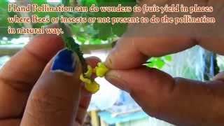 How to Hand pollinate Bitter Gourd amp other Plant for more fruit yield [upl. by Hnil]