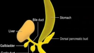 Development of Foregut derivatives Oesophsgus Stomach Duodenum Liver and Pancreas [upl. by Selrhc]