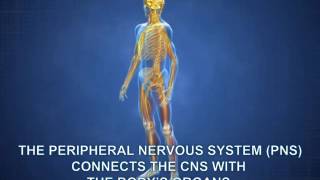 Basics 1 The Nervous System CNS PNS neurotech [upl. by Nolat459]