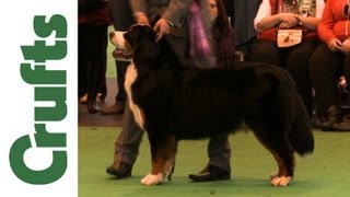 Crufts 2012  Bernese Mountain Dog Best of Breed [upl. by Imoan]