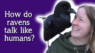 Fable the Raven  How do Ravens speak like humans [upl. by Dyraj351]