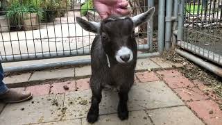 Sleepless 2022 Pygmy Goats For Sale [upl. by Bowie]