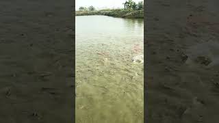 fishingvideo villagefish seafood fishing fish bigfish fishseafood streetfood fishcuting [upl. by Oetam]