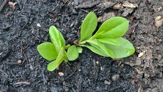 planting Waterleaf seeds  How to Grow Waterleaf from seeds [upl. by Monagan356]