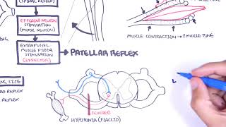 Introduction to how reflexes work  reflex arc monosynaptic and polysynaptic reflexes [upl. by Mosby691]