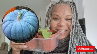 HOW TO GROW BLUE JARRAHDALE PUMPKINS [upl. by Akla854]