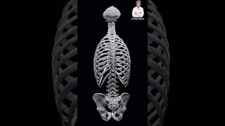 Explore the spine motion human spine anatomy chiropractic shorts [upl. by Sined]