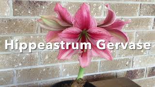 Hippeastrum Gervase [upl. by Nitsir497]