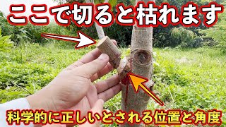 【ちょっと待って！】全ての枝，この切り方してませんか？ここから木が枯れます．【科学的に正しい位置と角度を教えます】 [upl. by Ahsar184]