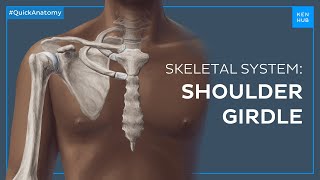 Shoulder pectoral girdle Bones and location  Quick Anatomy  Kenhub [upl. by Noinatrad463]