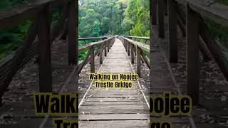 Walking on Noojee Trestle Bridge shortvideos shortsfeed shorts shortsyoutube [upl. by Eellek]