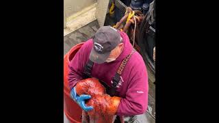 Aleutian Ballad 3hour Tour travel octopus alaska [upl. by Atinrahs535]