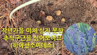 작년가을 미처 심지못한 추식구근을 심어보아요 히야신소이데스 I planted Hyacinthoides bulbs which are planted in the fall [upl. by Nahgiem]