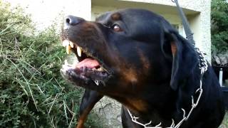 Big Rottweiler defends his territory [upl. by Joelynn]