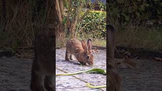 Hello again im Garten kleines Wildkaninchen shorts kaninchen rabbit [upl. by Nnaeirual]