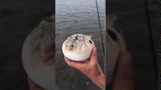 Puffer fish deflates when returned to water [upl. by Icul869]